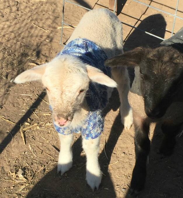 A lamb in his warm new jumper