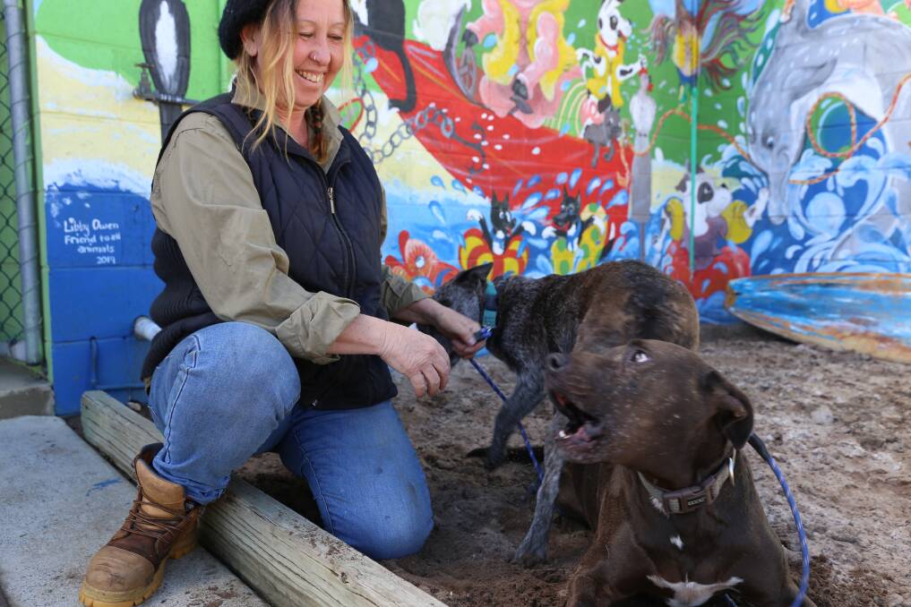 Dog's best friend: Why being impounded is no longer a death sentence at Nambucca