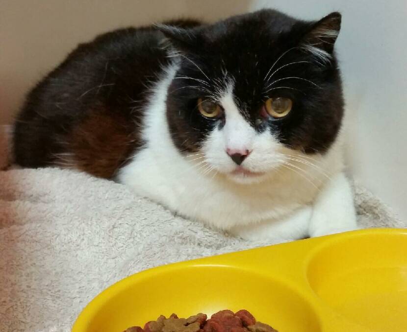 'Panda' is currently awaiting her owners at the council pound