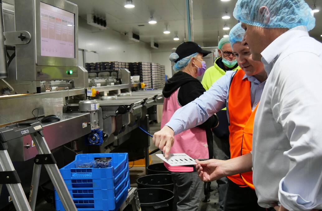 Oz Group CEO Adam Bianchi showing Federal Member for Cowper Pat Conaghan the new KATO grading and sorting machine which photographs berries eight times in order to grade and sort them at a maximum rate of 260 berries per second.