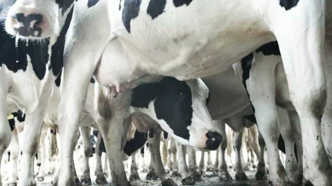 Hartsuyker tells parliament Mid North Coast dairy industry suffering