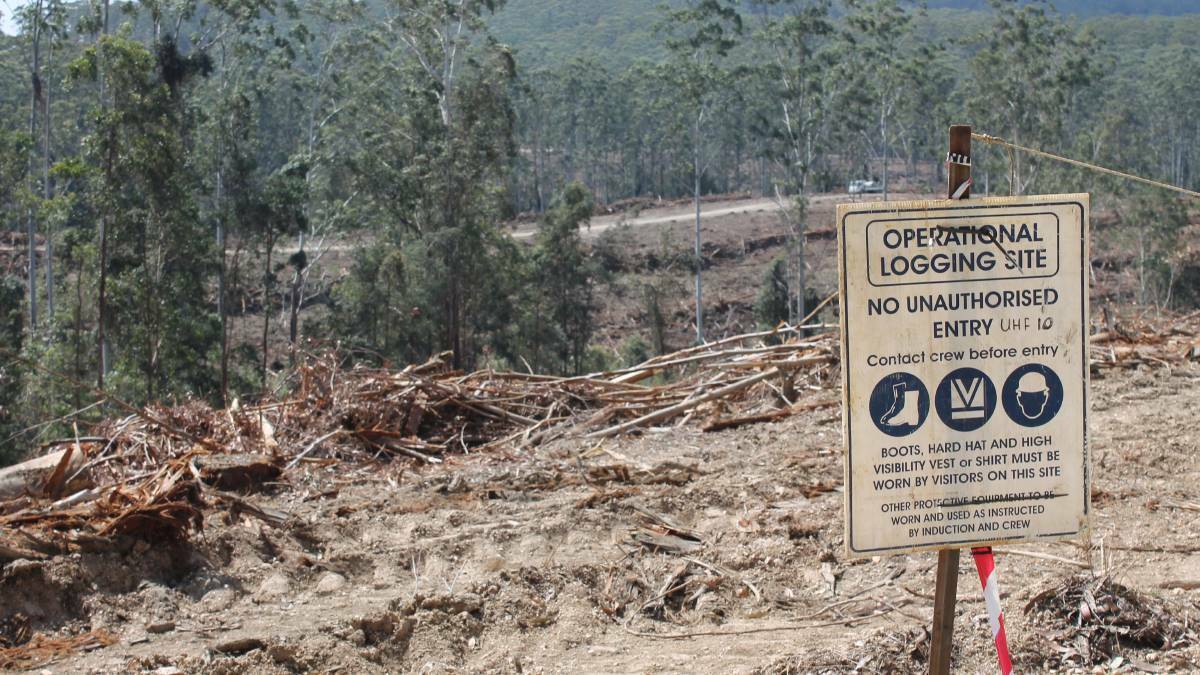 Council split over call to halt logging after bushfires