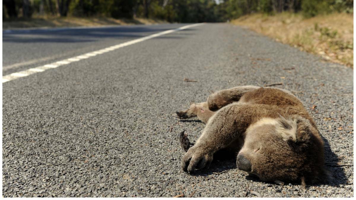 Fauna exclusion fences along the northern section of our highway in the Nambucca Valley are proving effective in stopping koalas from ending up as roadkill.