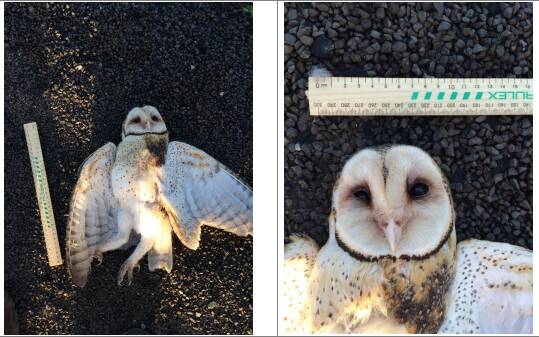 Masked Owl recorded in the monitoring report