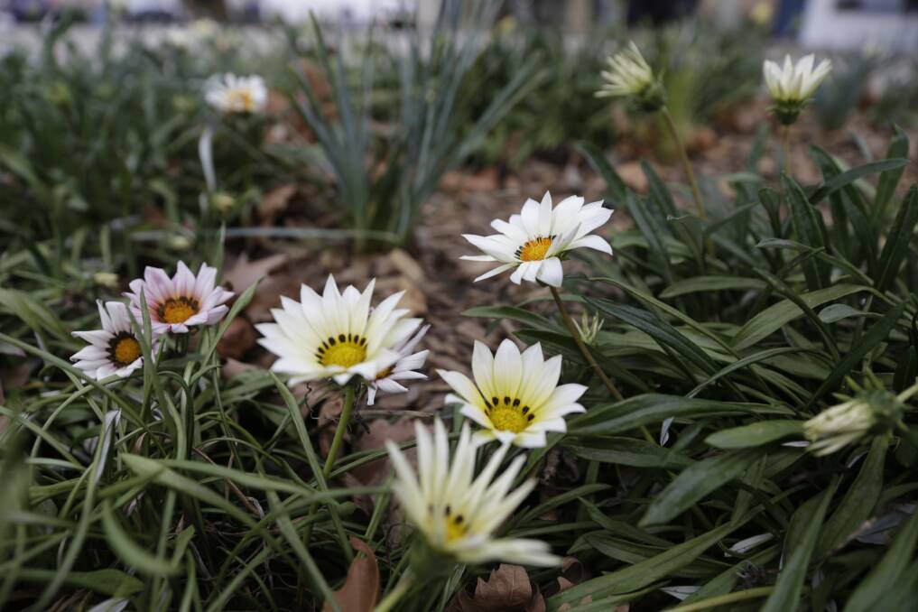 The gazanias (or African Daisy) will be kept in the beds near the Catholic Church