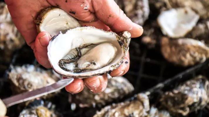 Nambucca River closed to oyster harvesting again