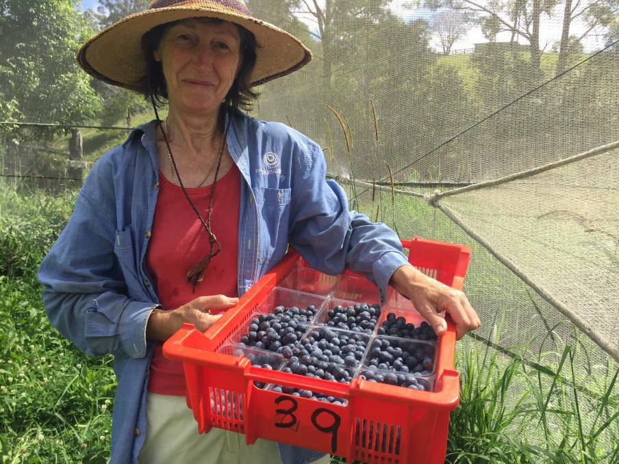 Sandi with her first certified organic crop of blueberries