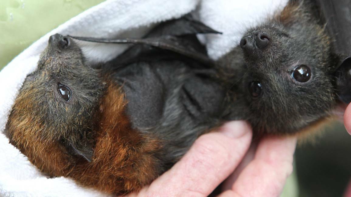Hands off: Leave the handling of bats - even cute babies - to trained and vaccinated WIRES staff as they could be carrying a deadly virus. Picture: GREG TOTMAN
