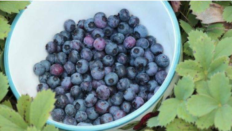 Bruised berries begone! New state-of-the-art technology at blueberry packing house