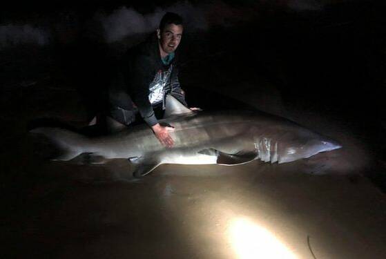 Harley with the 6ft grey nurse shark he caught at Shelly Beach on Monday night