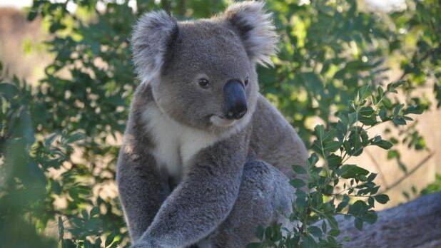 The great national park debate: Can the koala bear it?