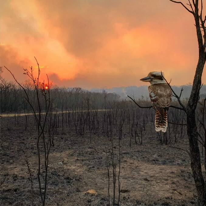 Adam Stevenson took this incredible shot of a kookaburra taking in the damage done to its home by a bushfire at Wallabi Point. The image has since travelled all over the world as a symbol of the devastation of the Australian Bushfires. 