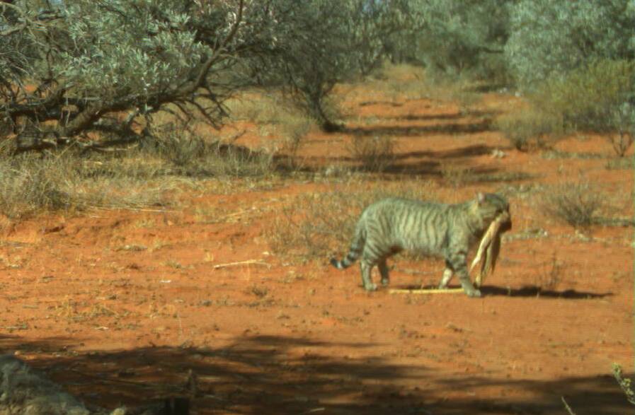 Carcass Cam captures a feral cat with a sand goanna in its mouth. Photo: Emma Spencer