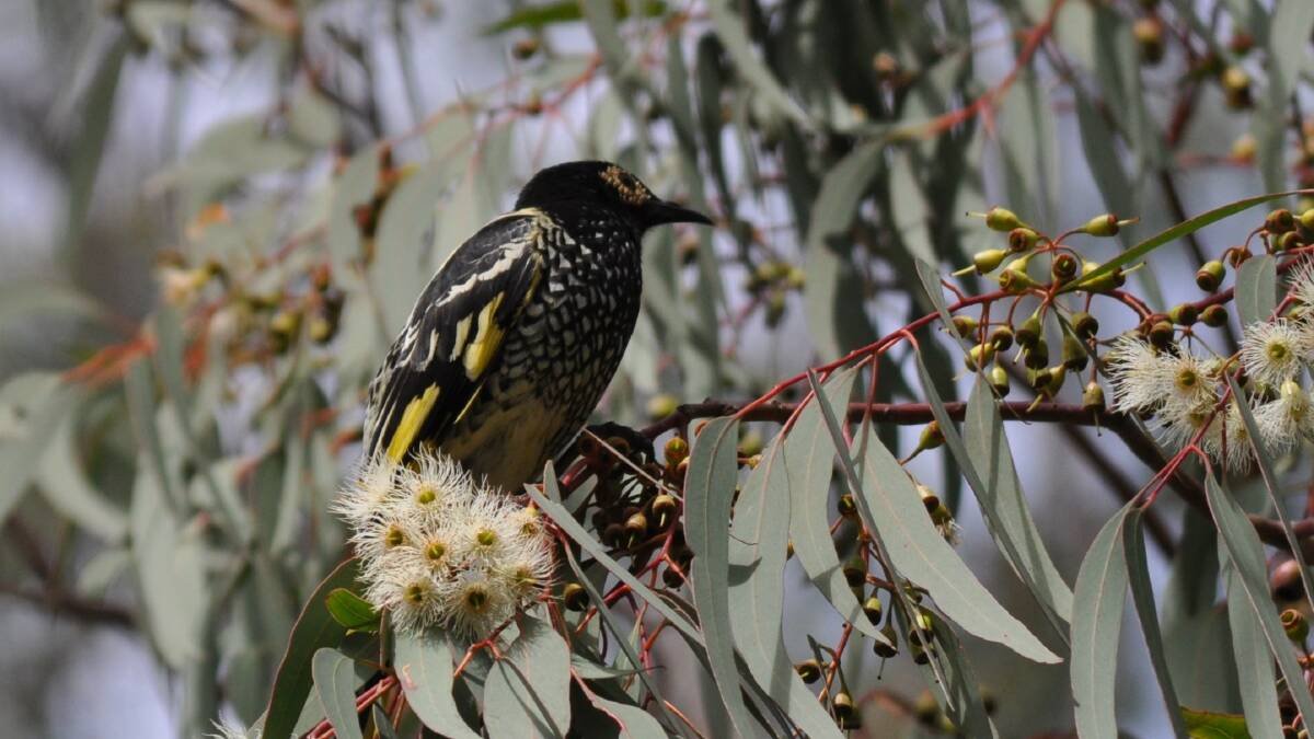 The rare regent honeyeater spotted in Nowra recently. Photo by Denis Thorpe, courtesy of South Coast Register.