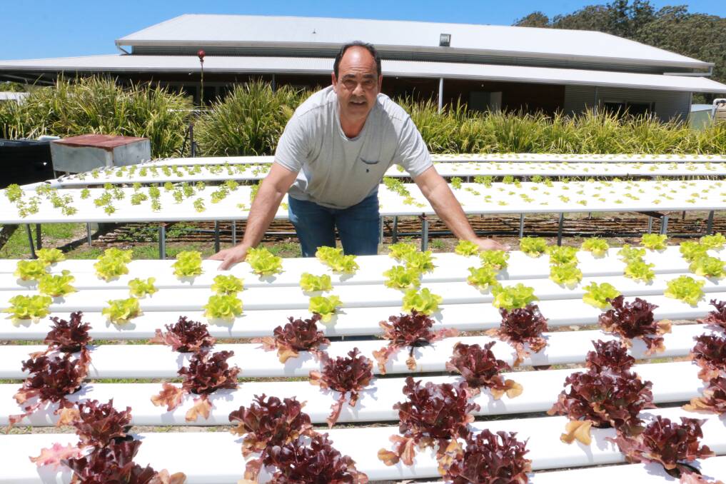 TURN A NEW LEAF: Tailor Made Fish Farms owner Nick Arena with some of the lettuces he grows using water from the fish farm. The lettuce is used in his restaurant.