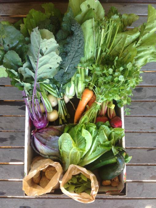VEGIE BOXES: Making up fresh vegetable boxes to sell online and at local markets, Kaycee has chosen life on the land and is loving every moment of it.