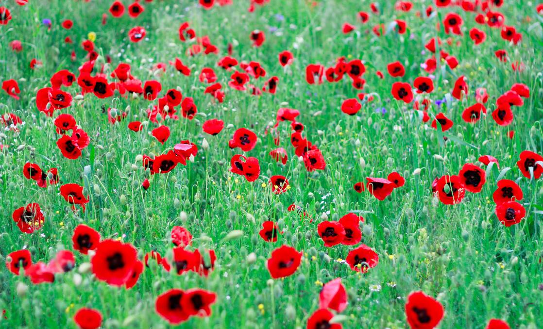 FIELD OF RED: One of the first plants to grow after the war on the battlefields, Poppies are sold on Remembrance Day after becoming a widely accepted symbol of the day.