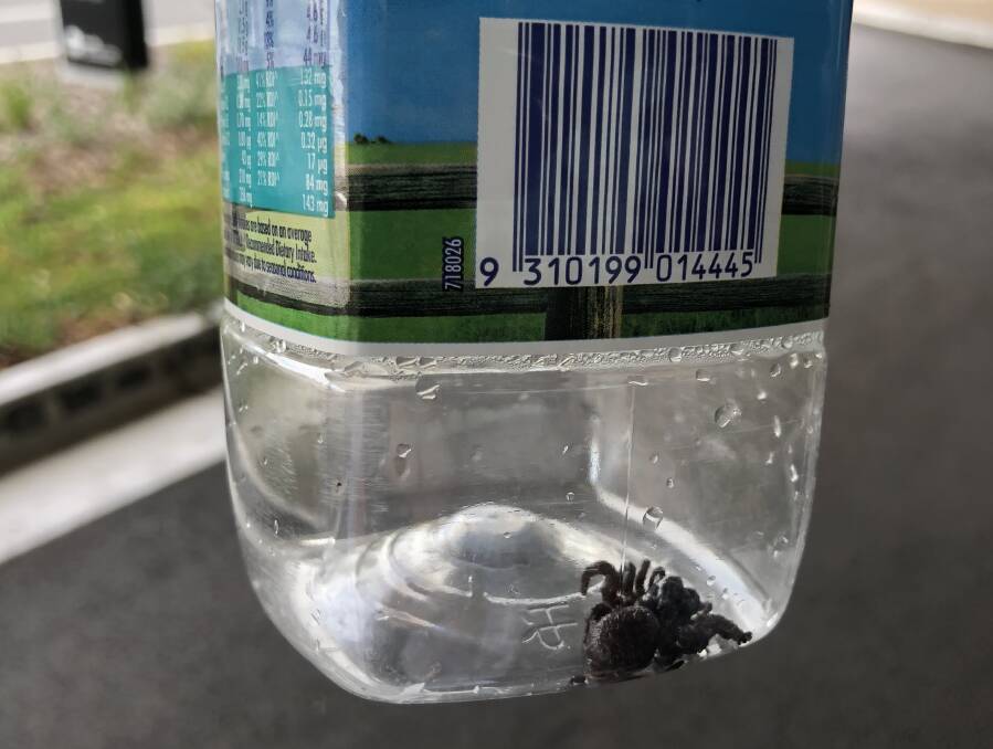Caught: This female funnel web spider was pulled from a backyard pool at Caringbah this week 