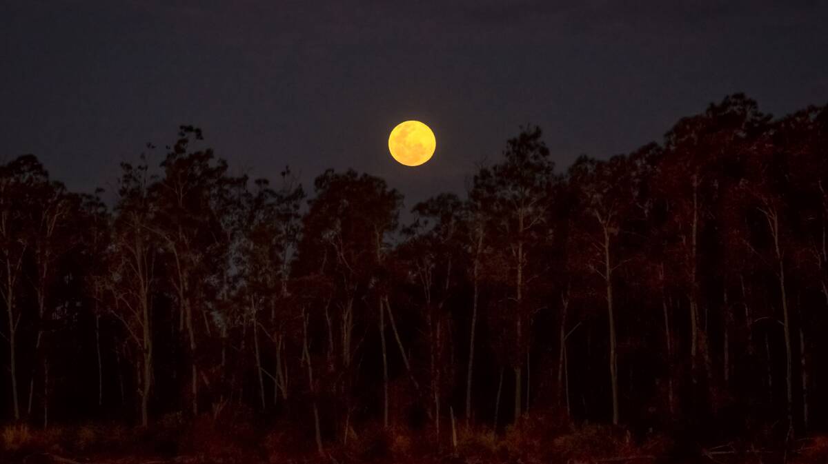 Chris Hewgill captured the 'normal' full moon last month from the Nambucca Island Golf Club looking east towards the moon rising over bushland.