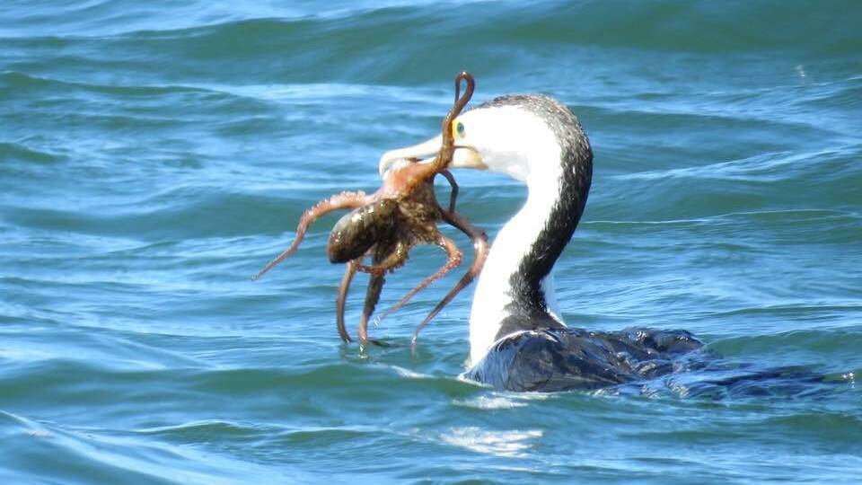 And who could forget Judy Butler's amazing image of a water bird catching an octopus for lunch.