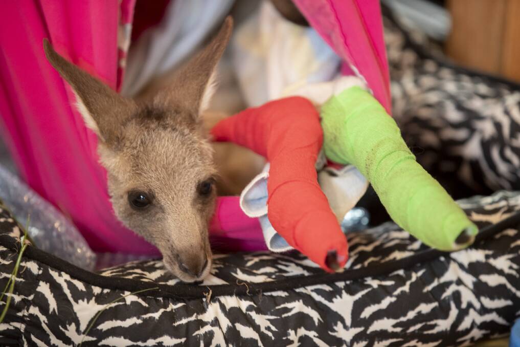 Dino the Eastern Grey kangaroo joey was rescued from the bushfire near Braidwood with burnt feet in December. Picture: Sitthixay Ditthavong