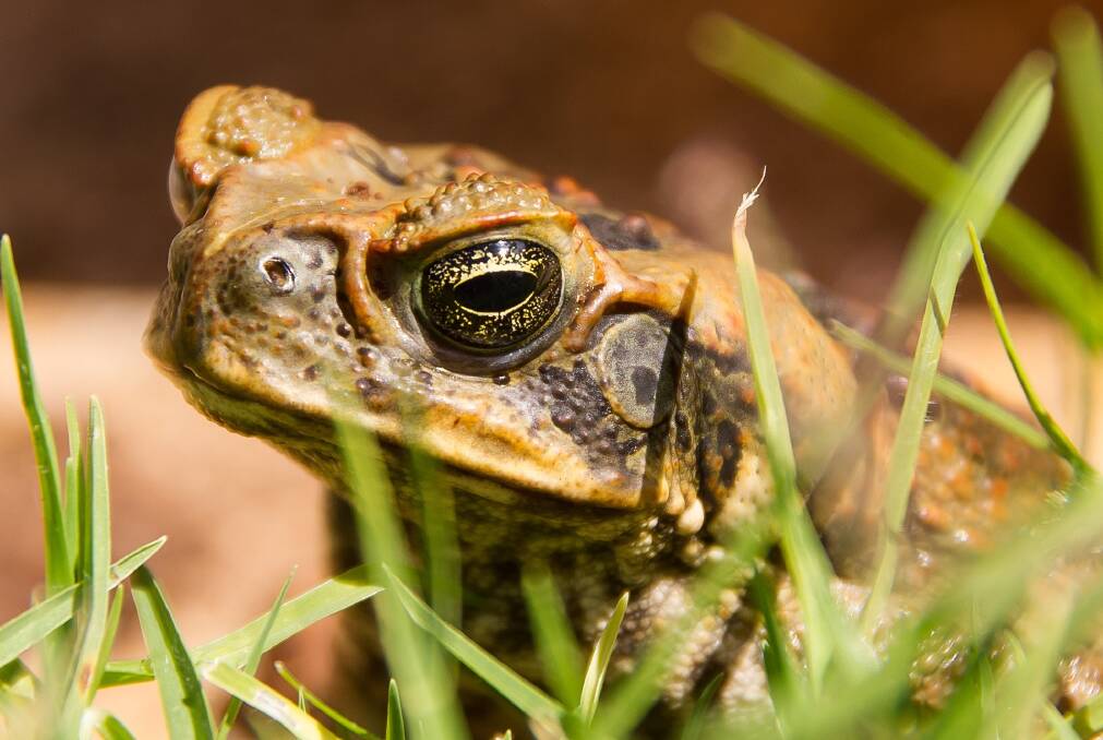 Cane toad found in neighbouring shire