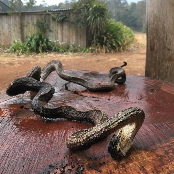 A snake at Mt Hyland petrified by the fire. Photo Henry Garrad