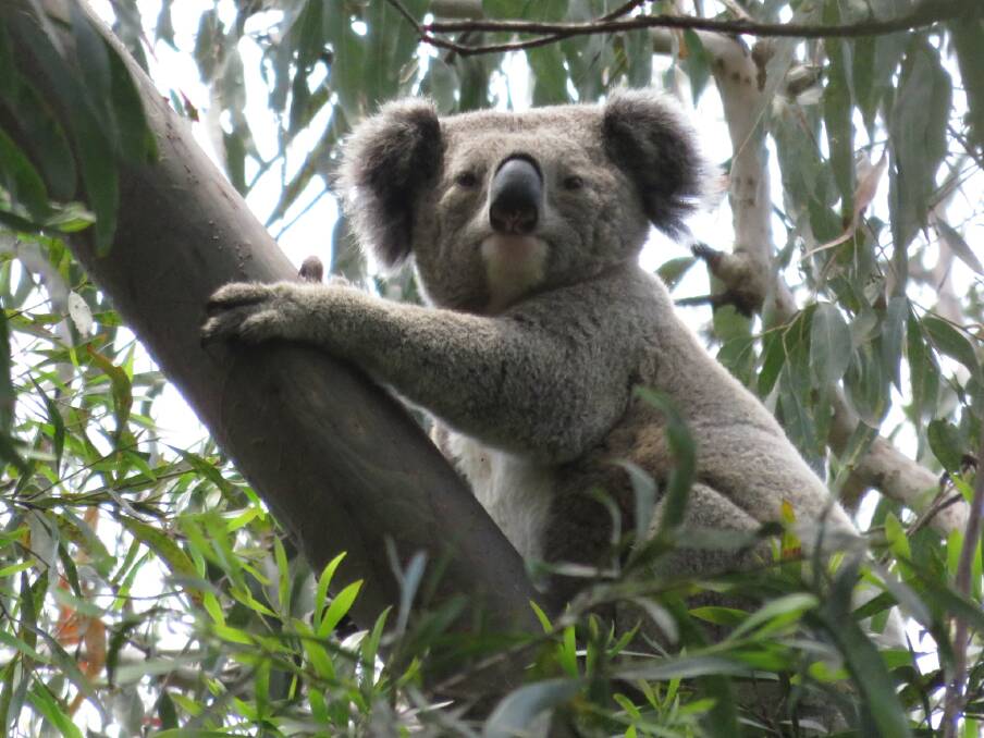A koala in Bongil Bongil National Park