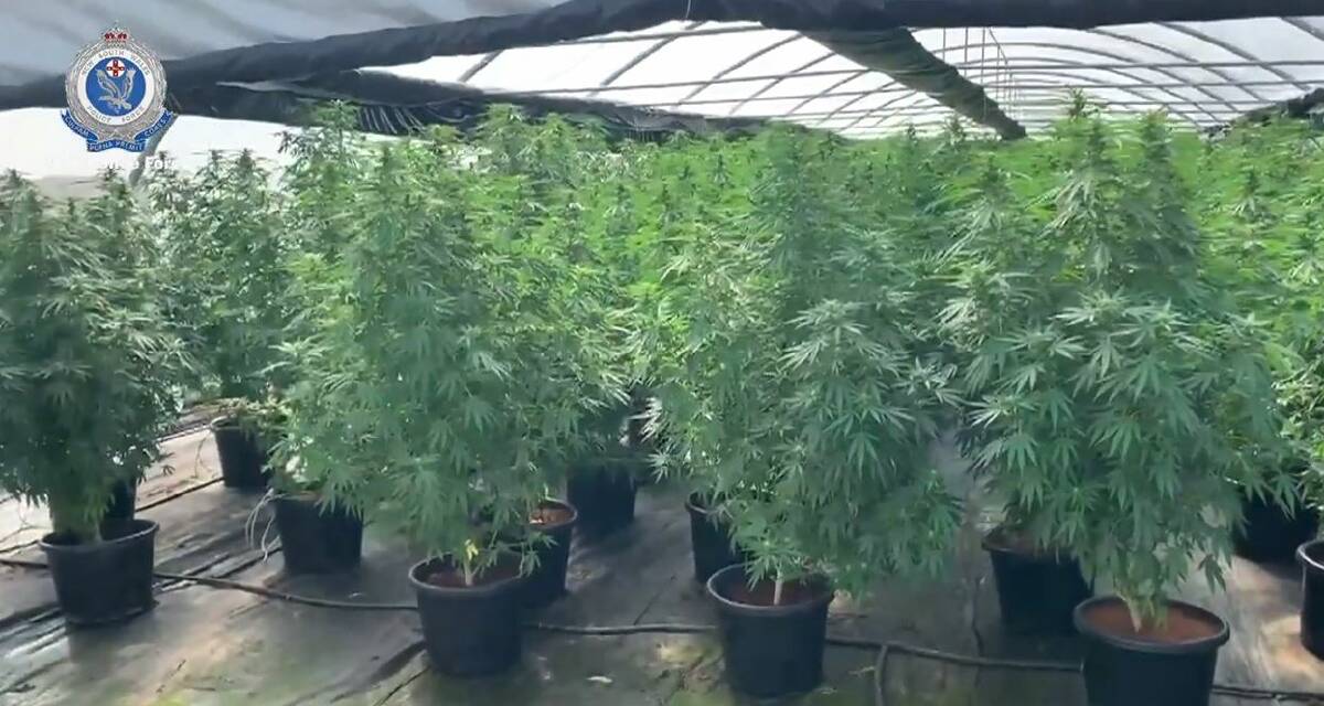 Six arrested as police shut down massive cannabis operation northwest of Coffs