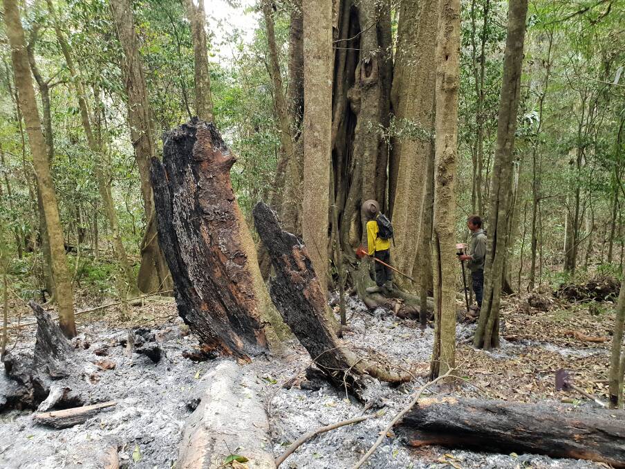 Ash in the rainforest. Photo Mark Graham