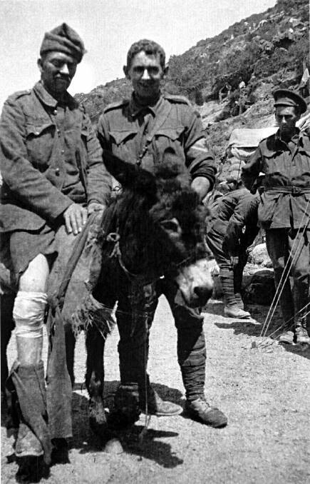 ANIMAL HEROES: Perhaps the most well known of these animals is that donkey that helped a soldier by the name of Simpson bring wounded ANZACs to medical help in Gallipoli. Photo supplied.
