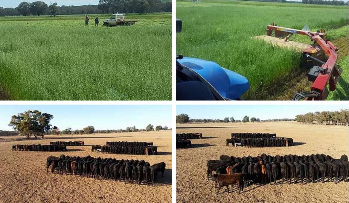 The top photos were taken at Coonabarabran in state's central west in October 2016. Pictured below them is the same paddock in recent months. This was the last harvest for hay making experienced in the area. With no harvest again this year, stock will need to be fed well into 2019. Photos courtesy of Coonabarabran Rotary Club.