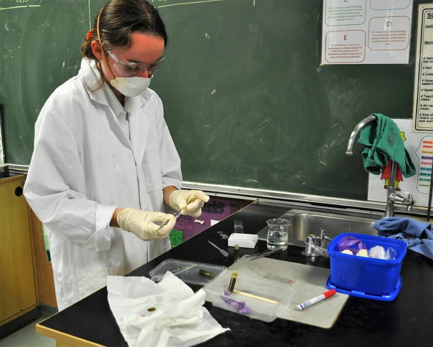 Year 12 Biology student Elly Gooch testing for cattle parasites as part of her studies on infectious disease. Photos supplied