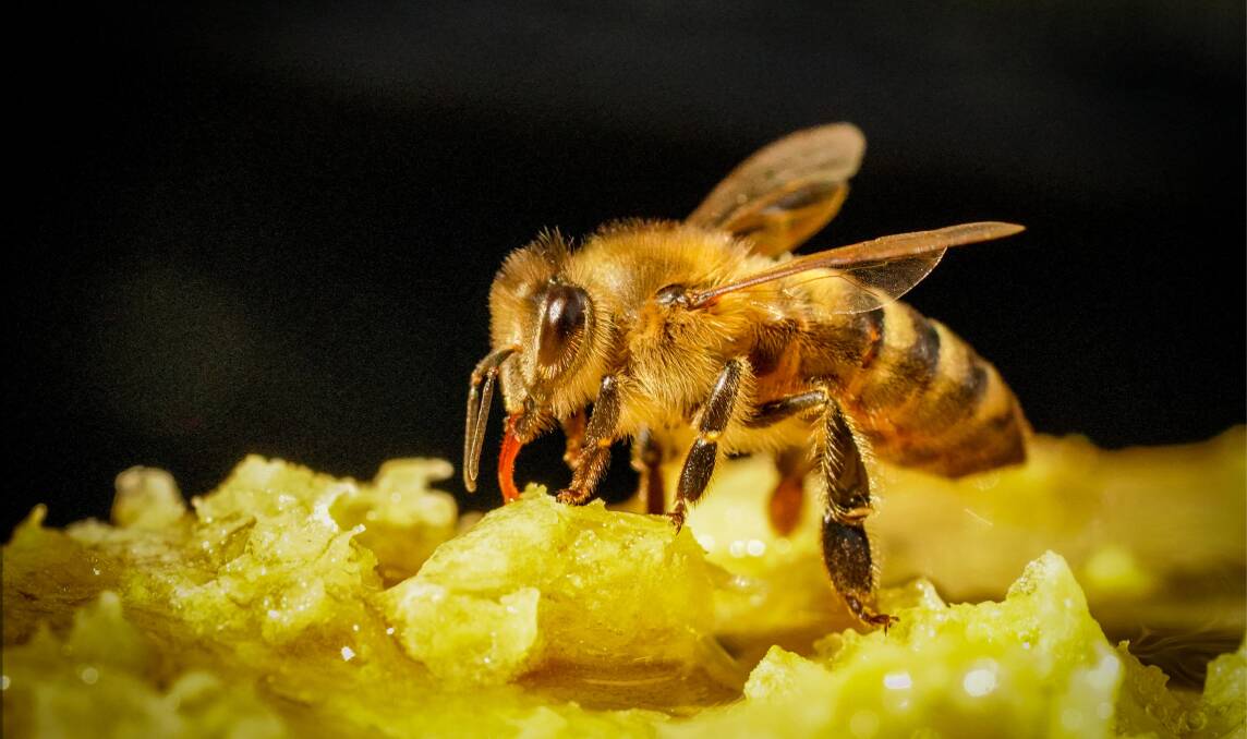 Bee Study by Helen Rushton