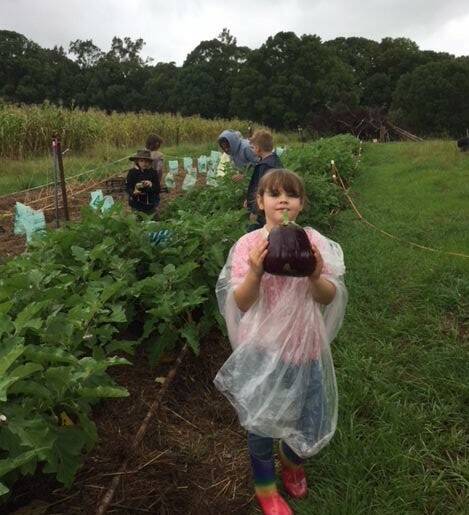 Tallowood Steiner School kids learn about organic farm life