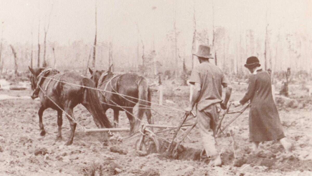 Catherine Gaddes, Williams daughter and son-in-law Archie Woods plough the Old Swamp, now the new Macksville Hospital site.