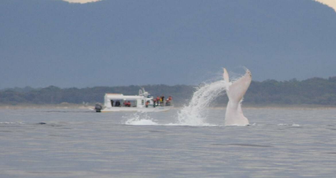 Photo of Migaloo's 2014 visit when he put on a real show for whale spotters. Image: Port Macquarie Cruise Adventures.
