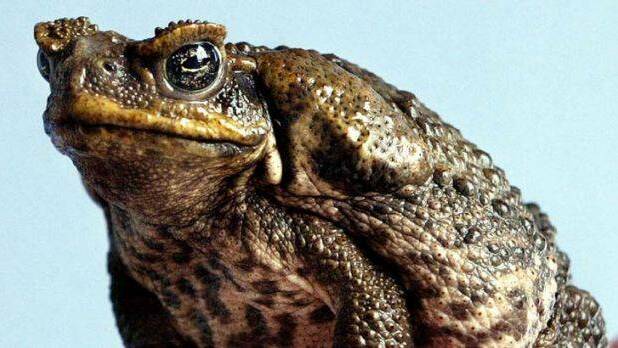 Biosecurity zone proposed for cane toad infestations