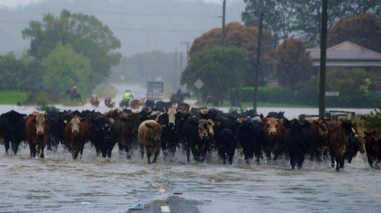 Moving stock through Wauchope during the 2013 floods. Pic: Melanie Everingham.