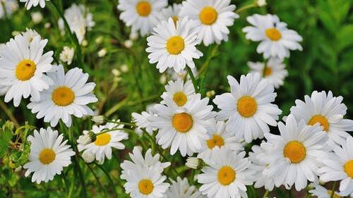ASK FOR HELP: Don't push up daisies!