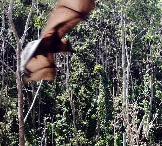 HOME BASE: A flying fox returning to what is left of the rainforest