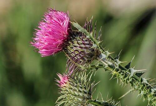 THISTLES: are one of many roadside weeds that need controlling in the shire