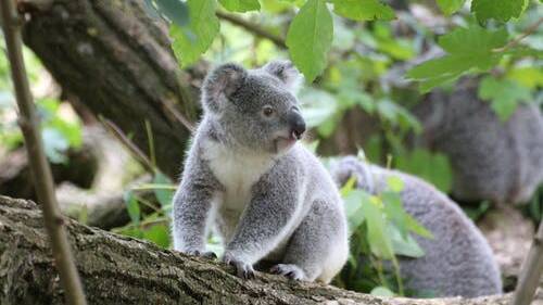 Community welcomes recommendations of NSW Koala Inquiry