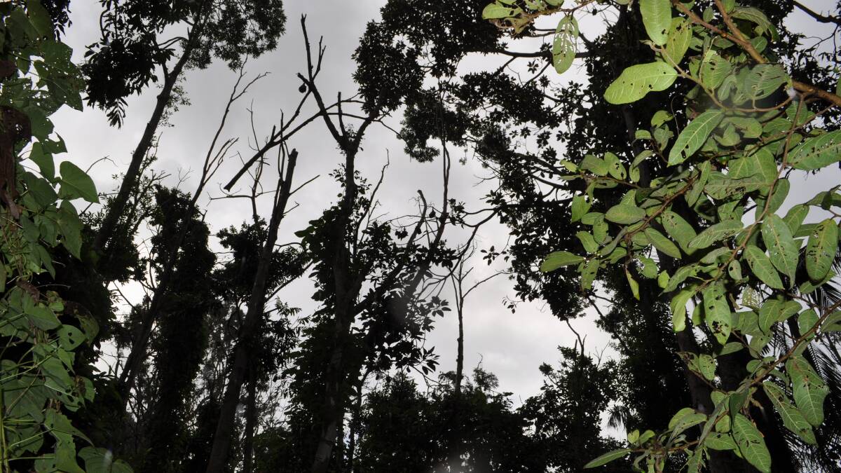 GORDON PARK: The rainforest canopy has been severely damaged by the flying fox colony.