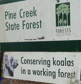 Environmentalists call for 'koala zones not logging zones'. Photo from Bellingen Courier Sun