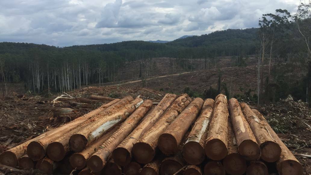 EPA responds to claims about new native forest rules