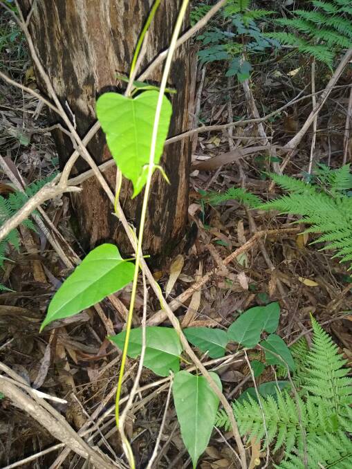 FOUND IN NAMBUCCA STATE FOREST: Slender marsdenia plants, a threatened moist area forest vine
