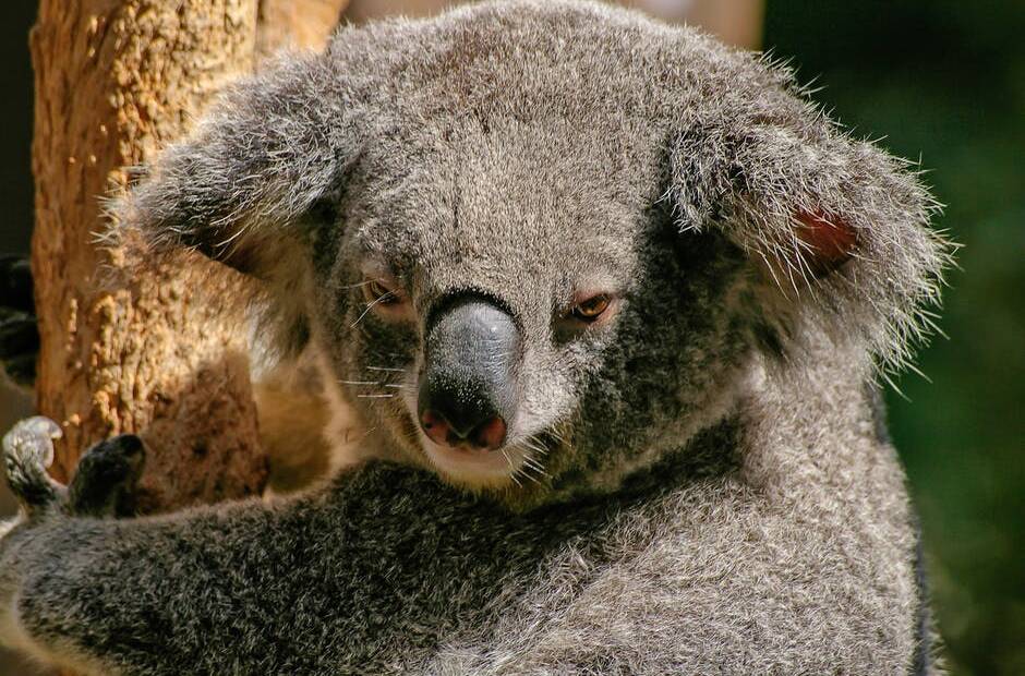 Great Koala Park debate reaches council chambers
