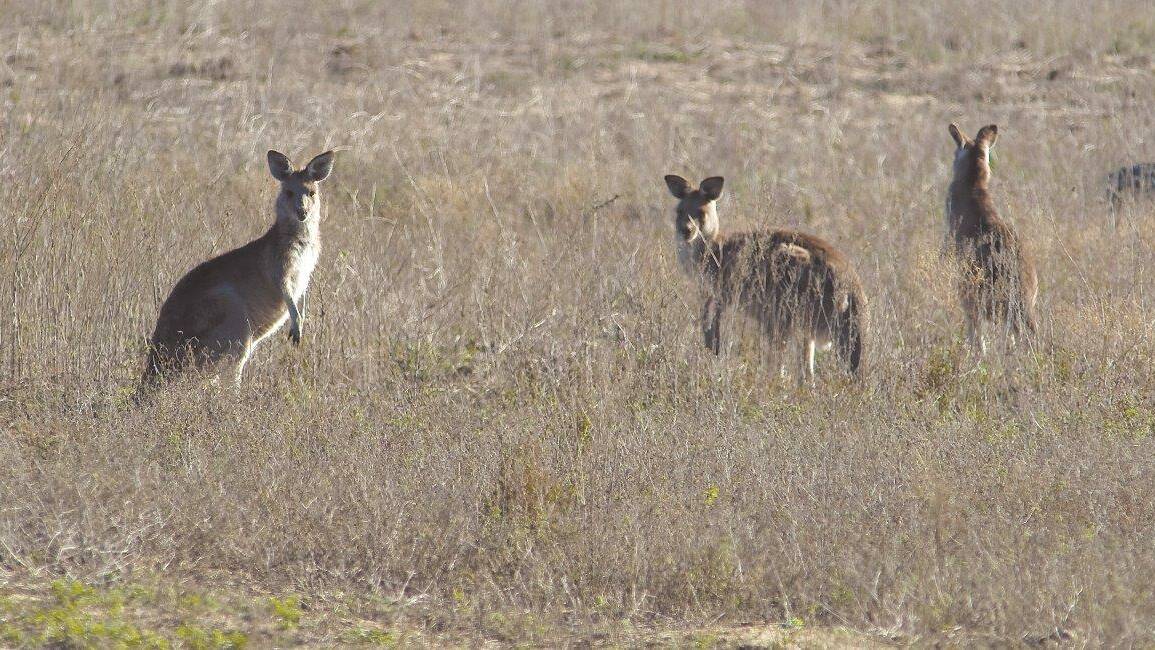RAISING AWARENESS: Kangaroos are wild animals and can be dangerous in certain situations. Photo courtesy of OEH (M. van Ewijk)