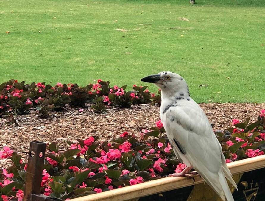 This Pied Currawong has leucism